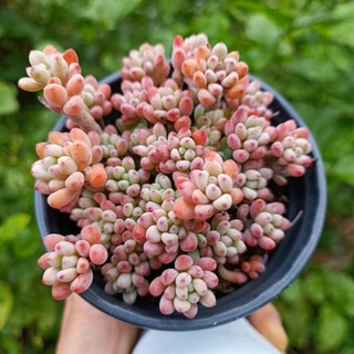 Sale+ sen đá sỏi hồng chùm mini thụ chậu 9_10cm