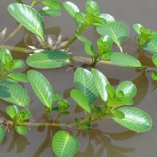 100g cây rau dừa nước sấy khô