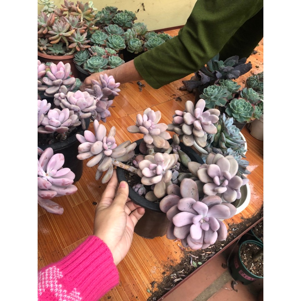 Sen đá sỏi hồng