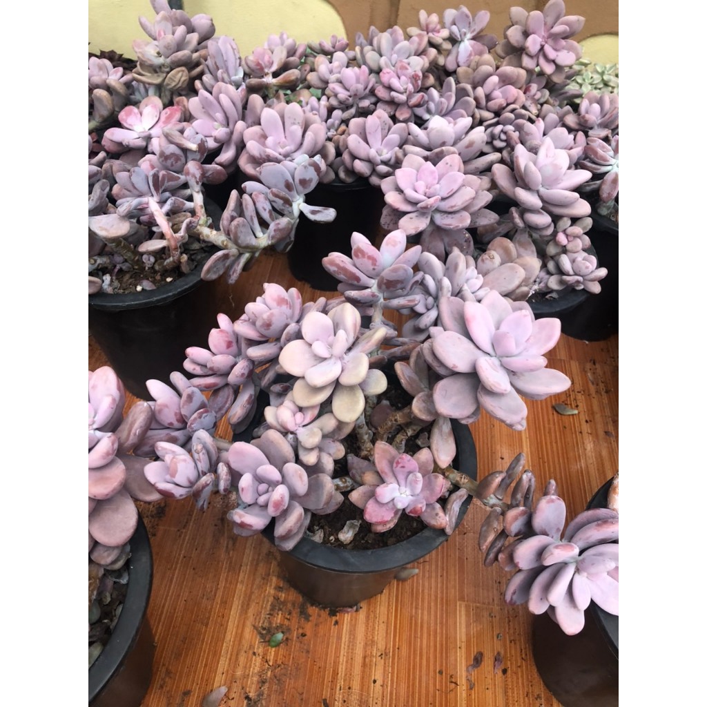 Sen đá sỏi hồng