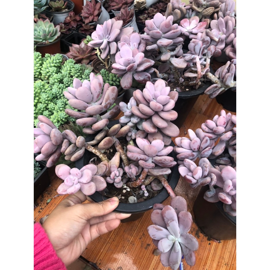 Sen đá sỏi hồng