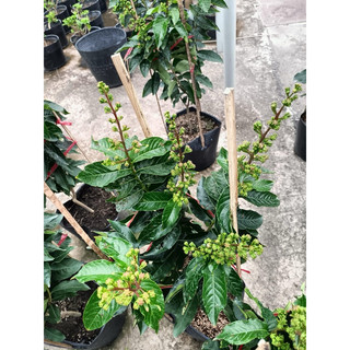 cây bằng lăng tím thái cao 70cm đến 1m