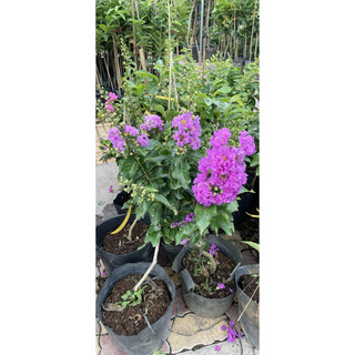 cây bằng lăng tím thái cao 70cm đến 1m