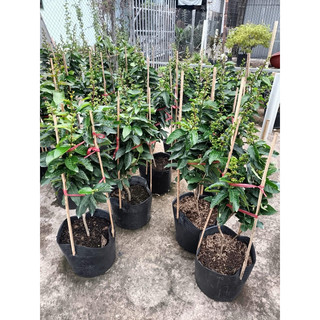 cây bằng lăng tím thái cao 70cm đến 1m