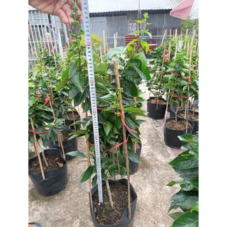 cây bằng lăng tím thái cao 70cm đến 1m