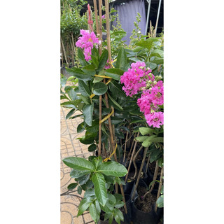 cây bằng lăng tím thái cao 70cm đến 1m