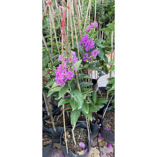cây bằng lăng tím thái cao 70cm đến 1m