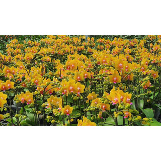 GROW MORE npk 30-10-10+TE