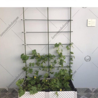 Giàn leo cao 1.2m 1.5m 1.8m - khung trồng cây dùng làm khung đỡ, giá đỡ hoa hồng leo, giàn leo bầu bí mướp