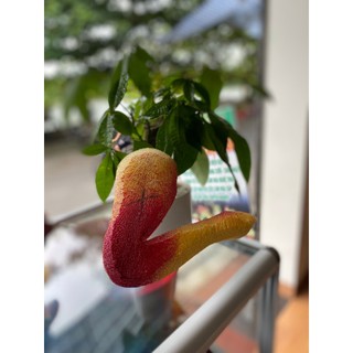 Chân Rồng - Chân Phượng dẻo (rồng phượng cưới hỏi)