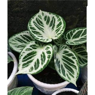 Cây Anthurium Magnificum