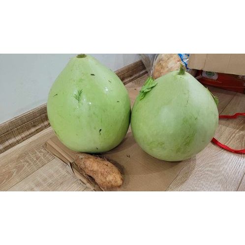 (12/2023) Hạt giống bầu đàn tính tỉ lệ nảy mầm 100%