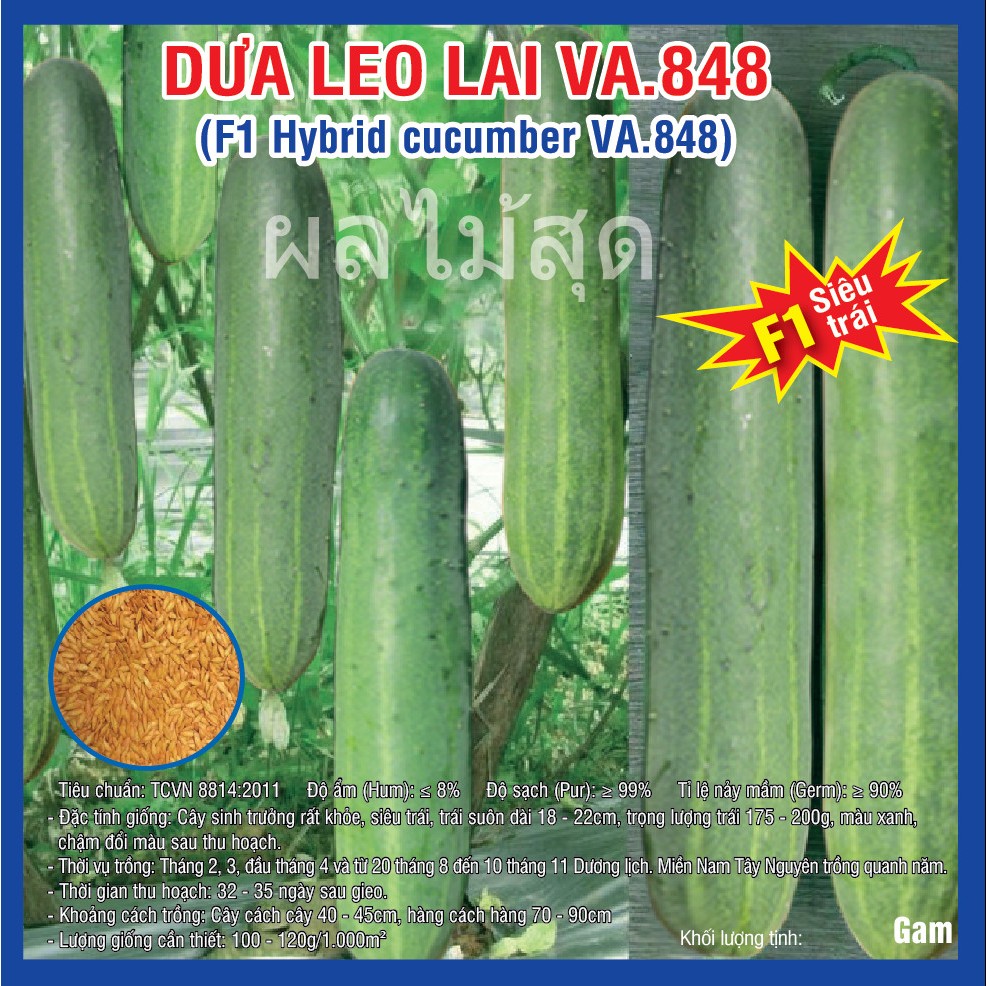 Hạt giống Dưa Leo Lai F1 (VA.848) – 10 gam