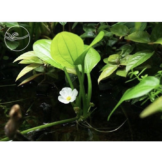 Cây lan nước thuỷ sinh, bán cạn trang trí bể cá