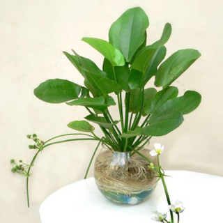 Cây lan nước thuỷ sinh, bán cạn trang trí bể cá