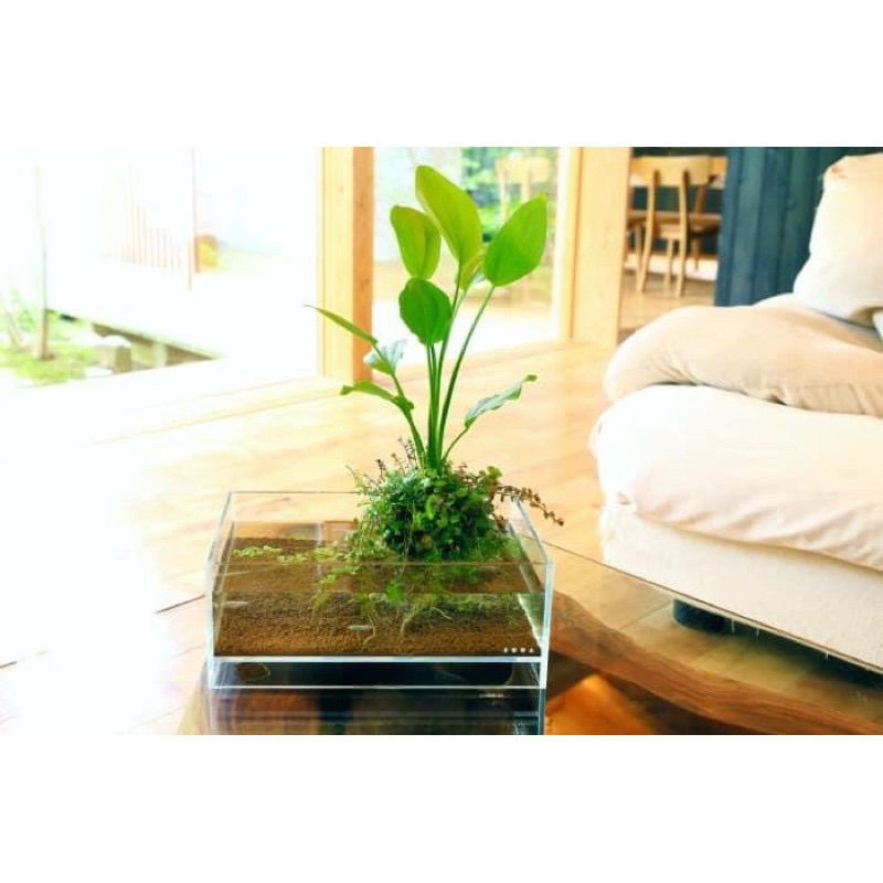 Cây lan nước thuỷ sinh, bán cạn trang trí bể cá