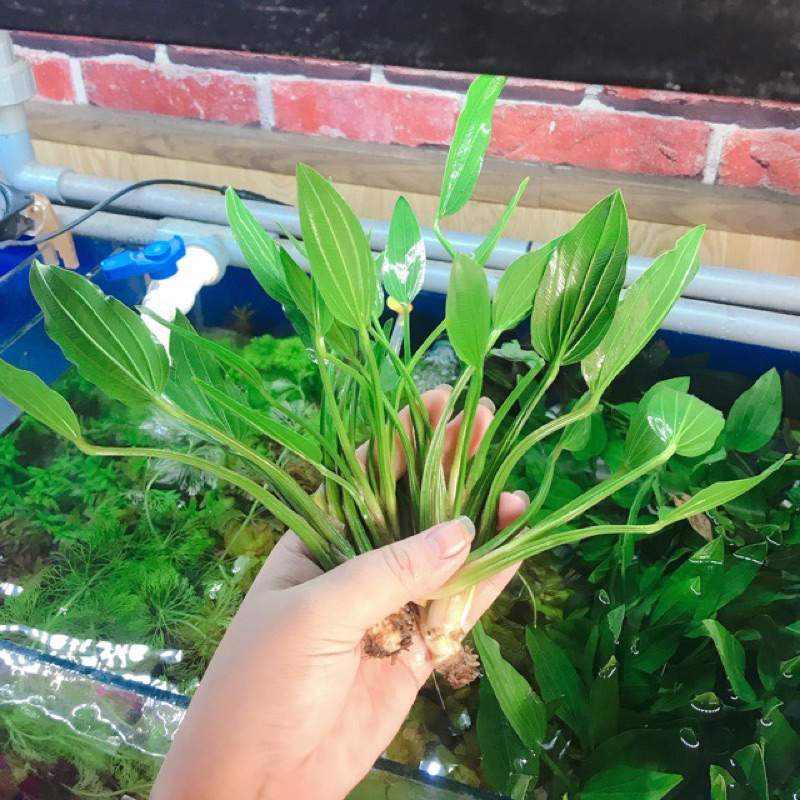 Cây lan nước thuỷ sinh, bán cạn trang trí bể cá