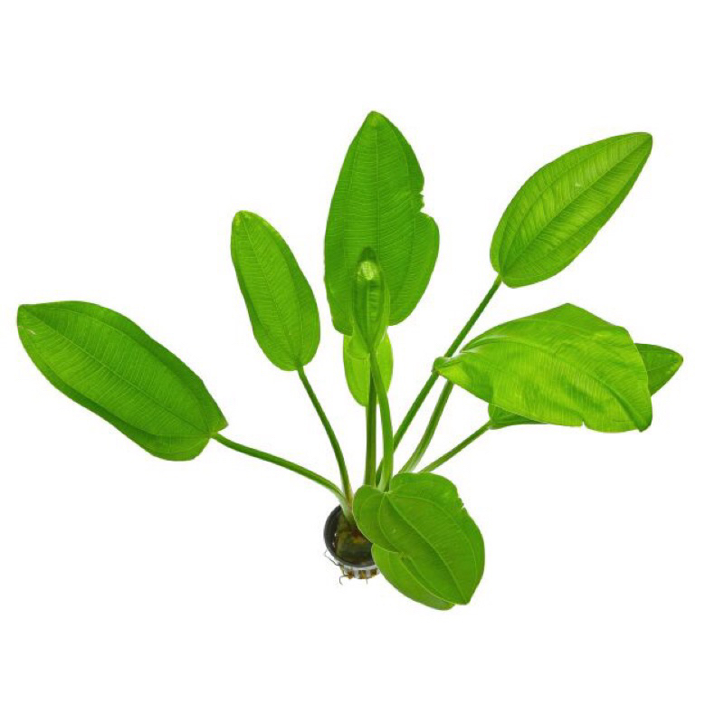 Cây lan nước thuỷ sinh, bán cạn trang trí bể cá