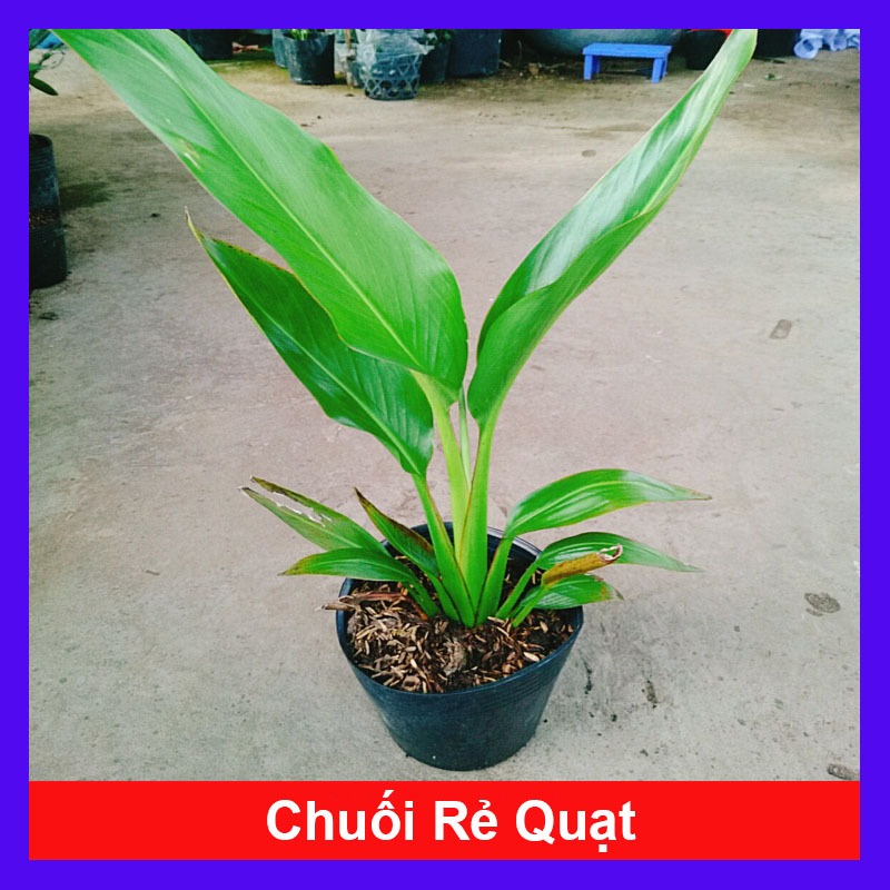 Cây chuối rẻ quạt, Cao 40cm đến 60cm lá xanh mướt sức sống cực mãnh liệt, dễ chăm sóc mang phong thủy tốt cho gia chủ