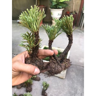 cây trường sinh thảo bonsai