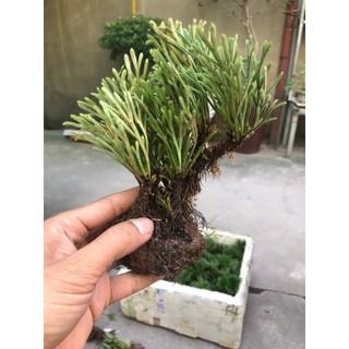 cây trường sinh thảo bonsai