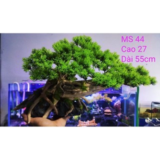 Lũa Bonsai Cho Bể Cá Cảnh