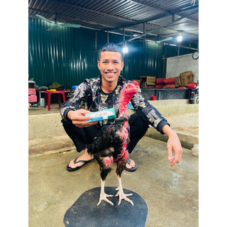 Trị nấm gà, mốc gà chọi và chim, thuốc lác gà đá alber-t dạng tuýp bôi 10gr
