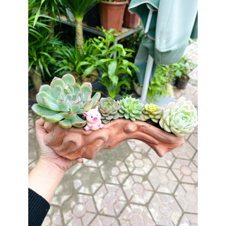 Chậu gốc cây đất nung lỗi nhẹ sale
