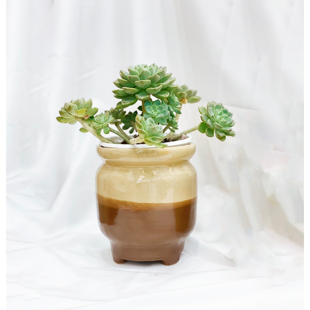 Chậu trồng sen đá chân lu