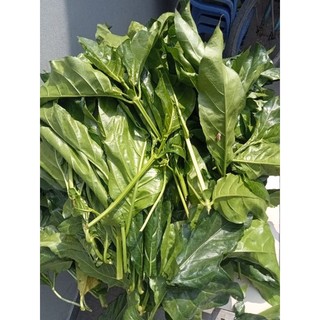 Lá nhàu tươi 1kg