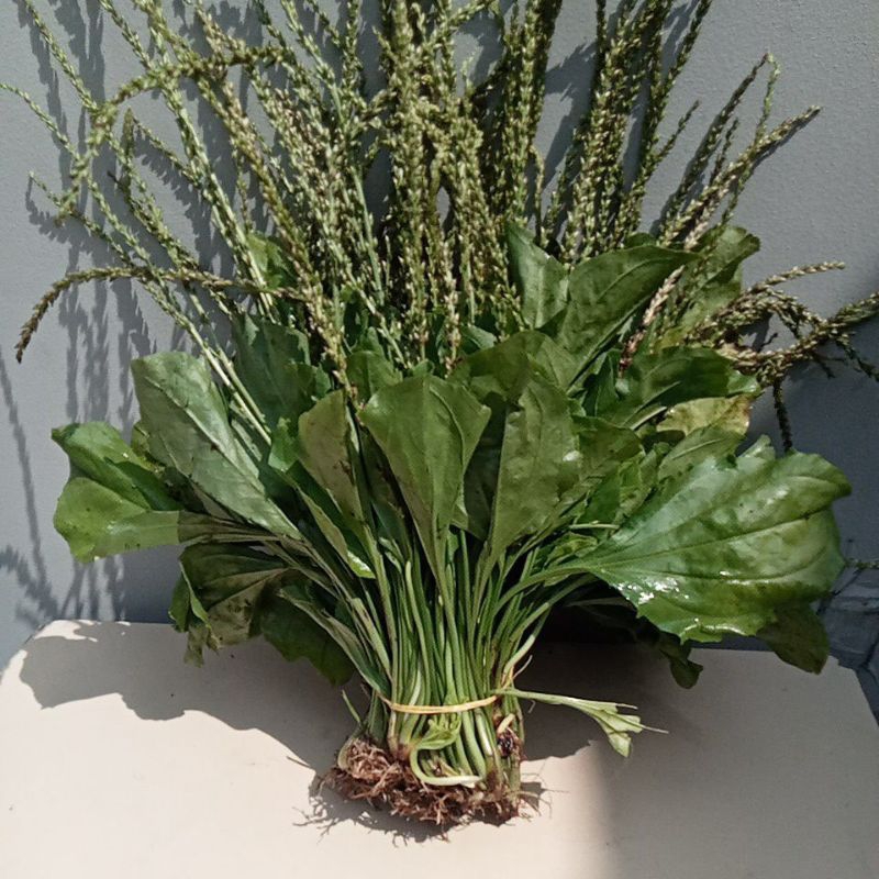 2kg Cây Mã Đề tươi - Hàng có sẵn