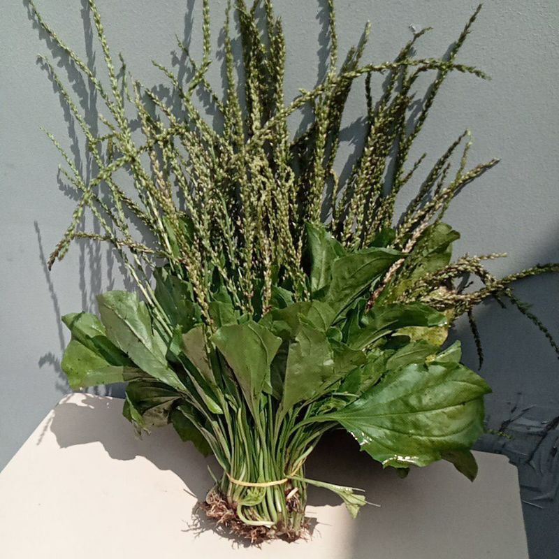 Cây Mã Đề  tươi 1kg