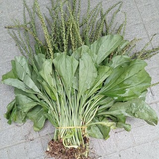 Cây mã đề tươi 1kg