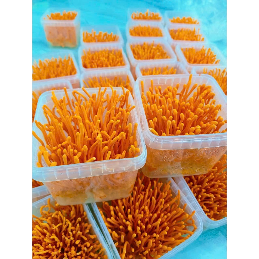 Đông trùng hạ thảo C3 loại 1