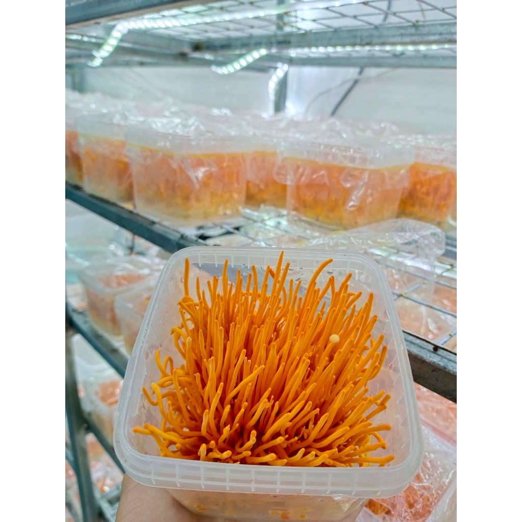 Đông trùng hạ thảo C3 loại 1