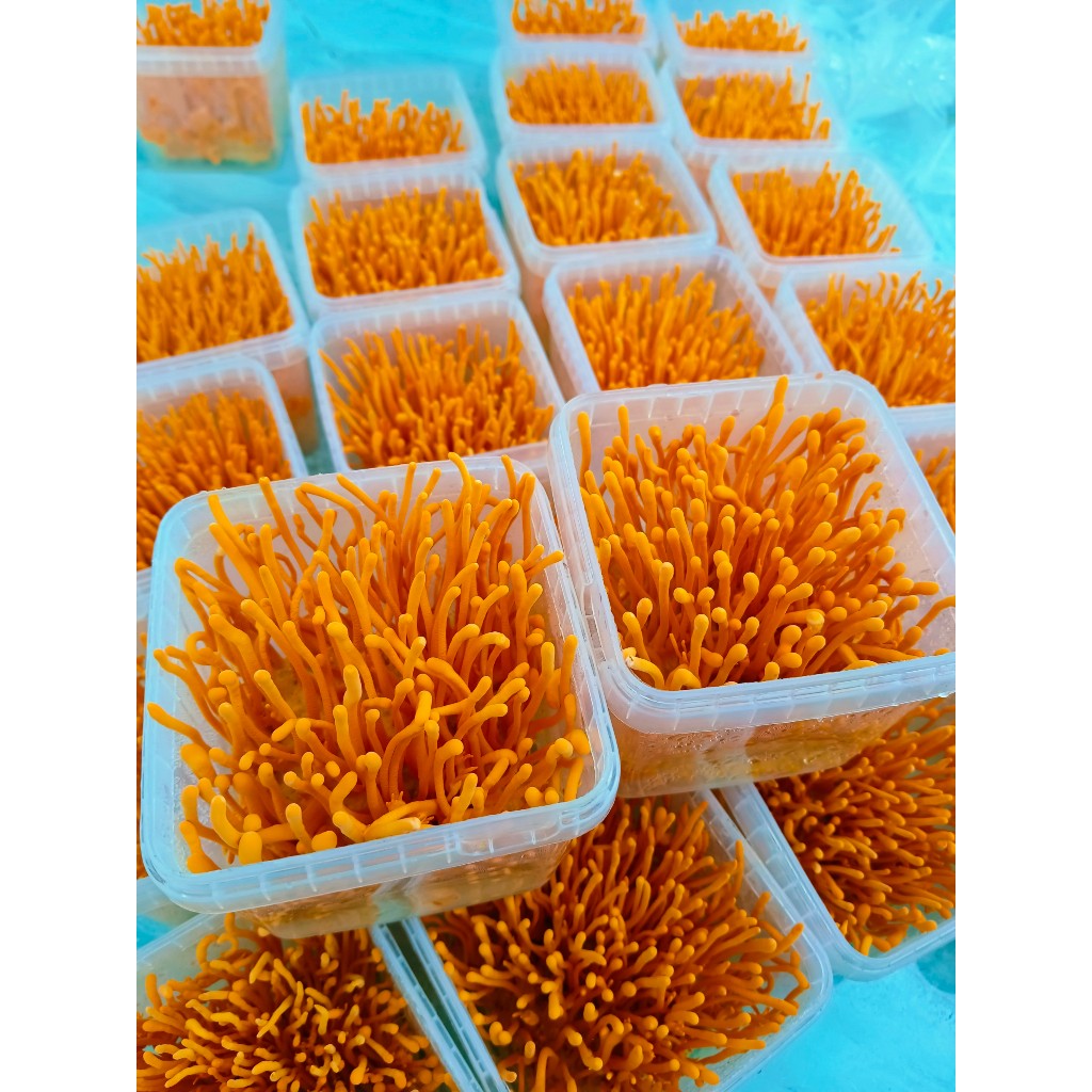 Đông trùng hạ thảo C3 loại 1