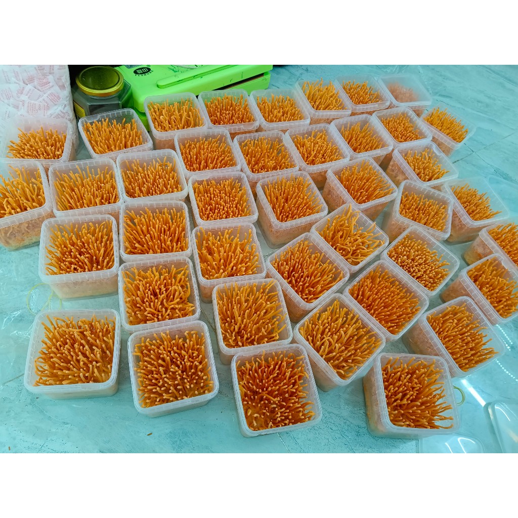 Đông trùng hạ thảo tươi C3 cao cấp