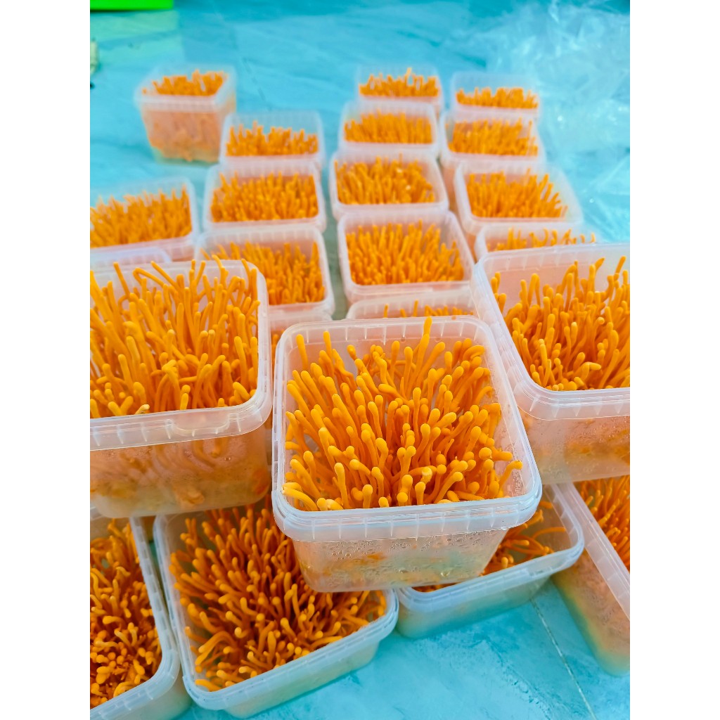 Đông trùng hạ thảo tươi C3 cao cấp