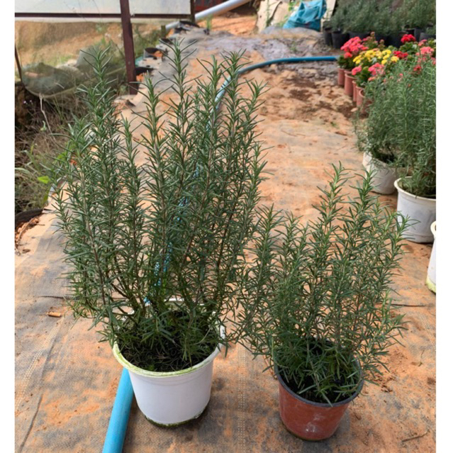 Cây hương thảo Rosemary. 2 size nhỏ & lớn. cây nguyên chậu