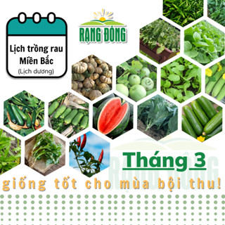 Hạt giống Rau Củ Quả trồng theo mùa ở miền BẮC, THÁNG 3 này trồng rau gì? - Hạt giống Rạng Đông