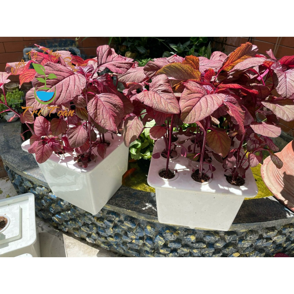 Thùng nhựa trồng rau thủy canh tĩnh combo trồng rau ăn lá và ăn trái