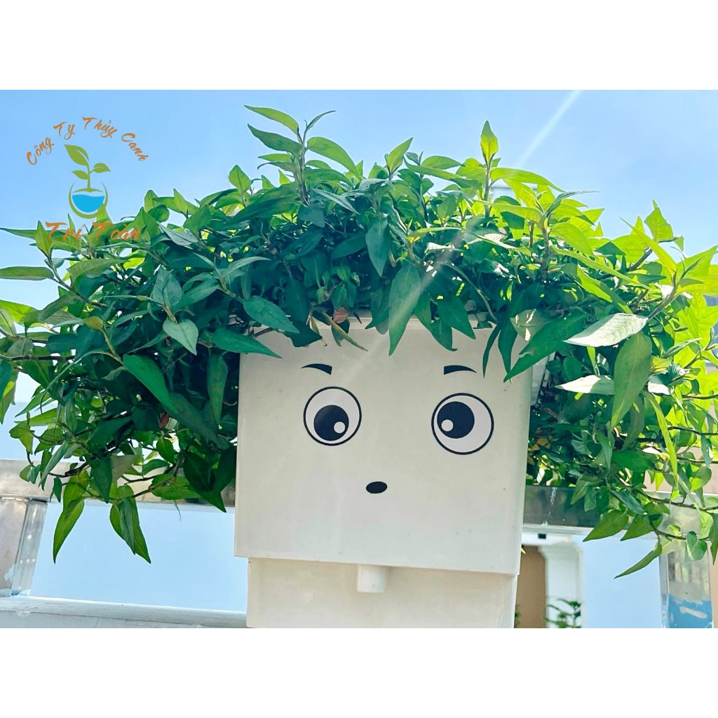 Thùng nhựa trồng rau thủy canh tĩnh combo trồng rau ăn lá và ăn trái