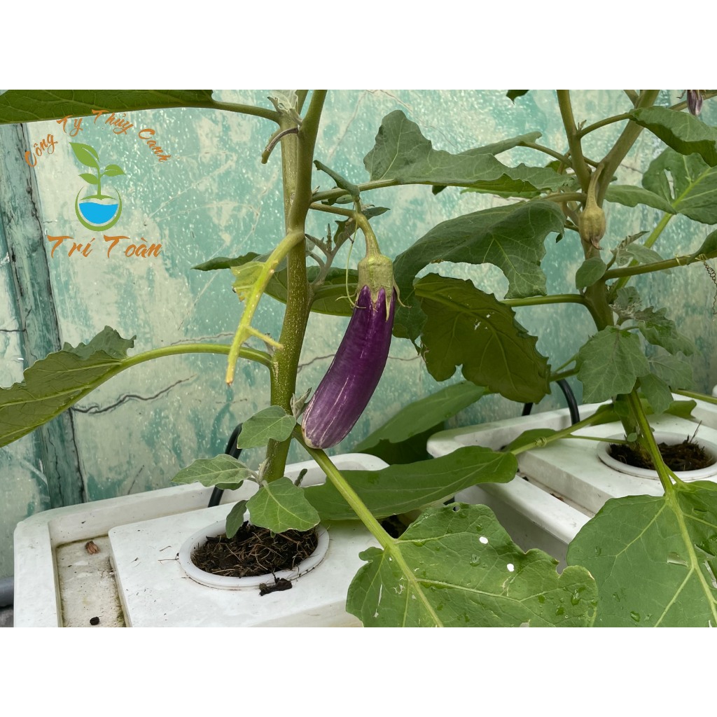 Thùng nhựa trồng rau thủy canh tĩnh combo trồng rau ăn lá và ăn trái