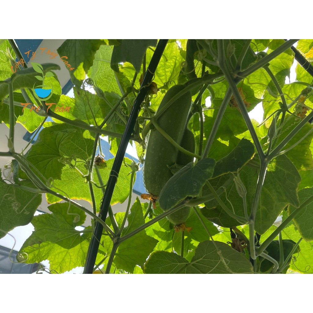 Thùng nhựa trồng rau thủy canh tĩnh combo trồng rau ăn lá và ăn trái