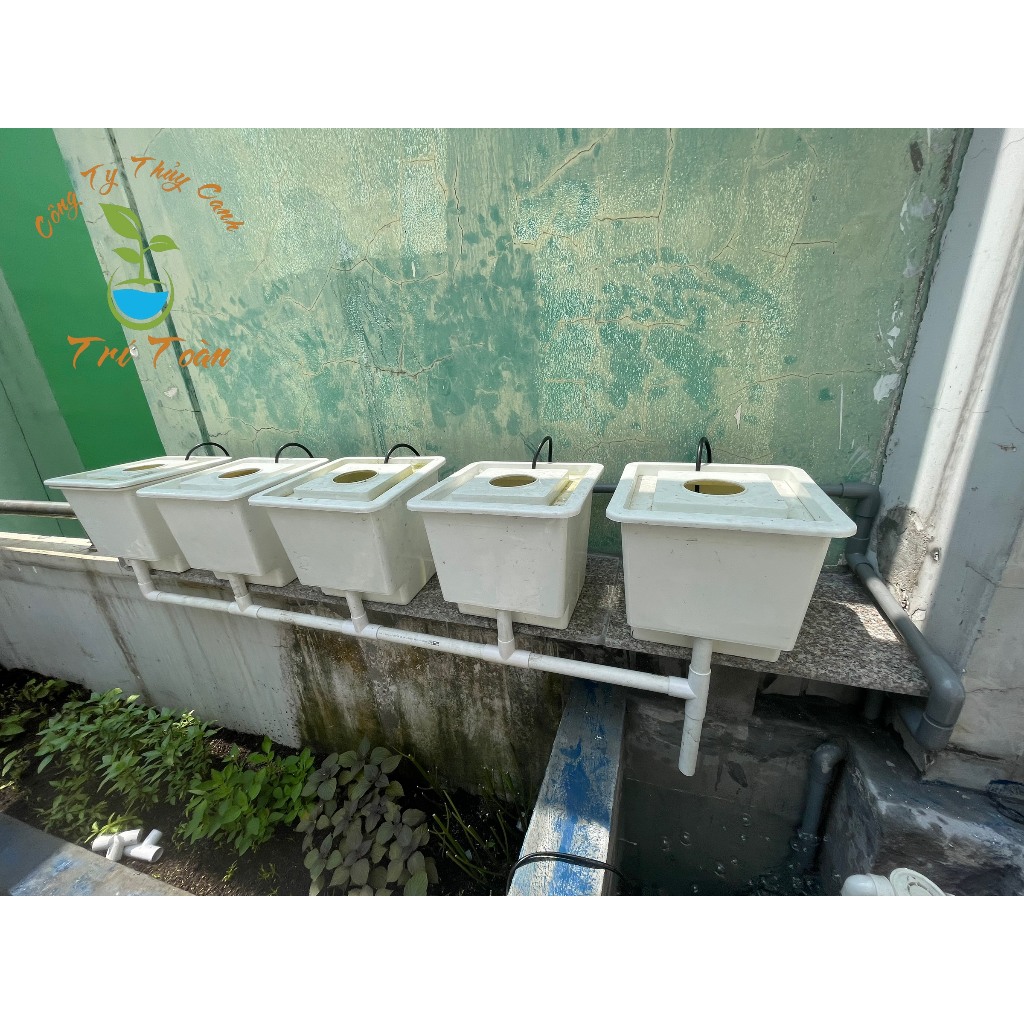 Thùng nhựa trồng rau thủy canh tĩnh combo trồng rau ăn lá và ăn trái