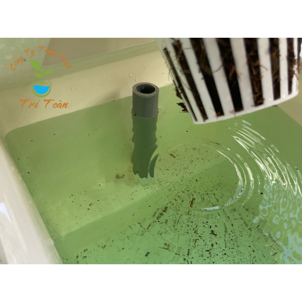 Thùng nhựa trồng rau thủy canh tĩnh combo trồng rau ăn lá và ăn trái