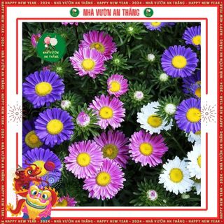 Hạt Giống Hoa Cúc Magic - hoa cúc Thúy mix nhiều màu sắc