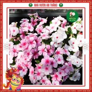 Hạt giống hoa dừa cạn mix nhiều màu trồng quanh năm