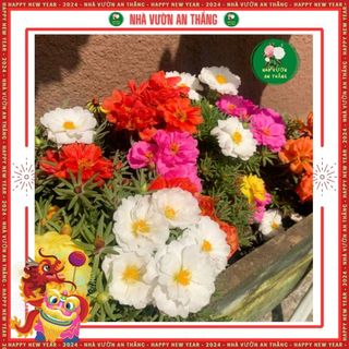 Hạt giống hoa mười giờ mỹ kép mới mix 20 màu sắc