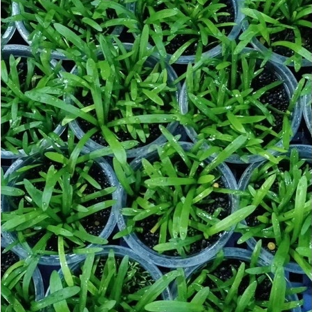 Cây Thủy Sinh Cỏ Thìa